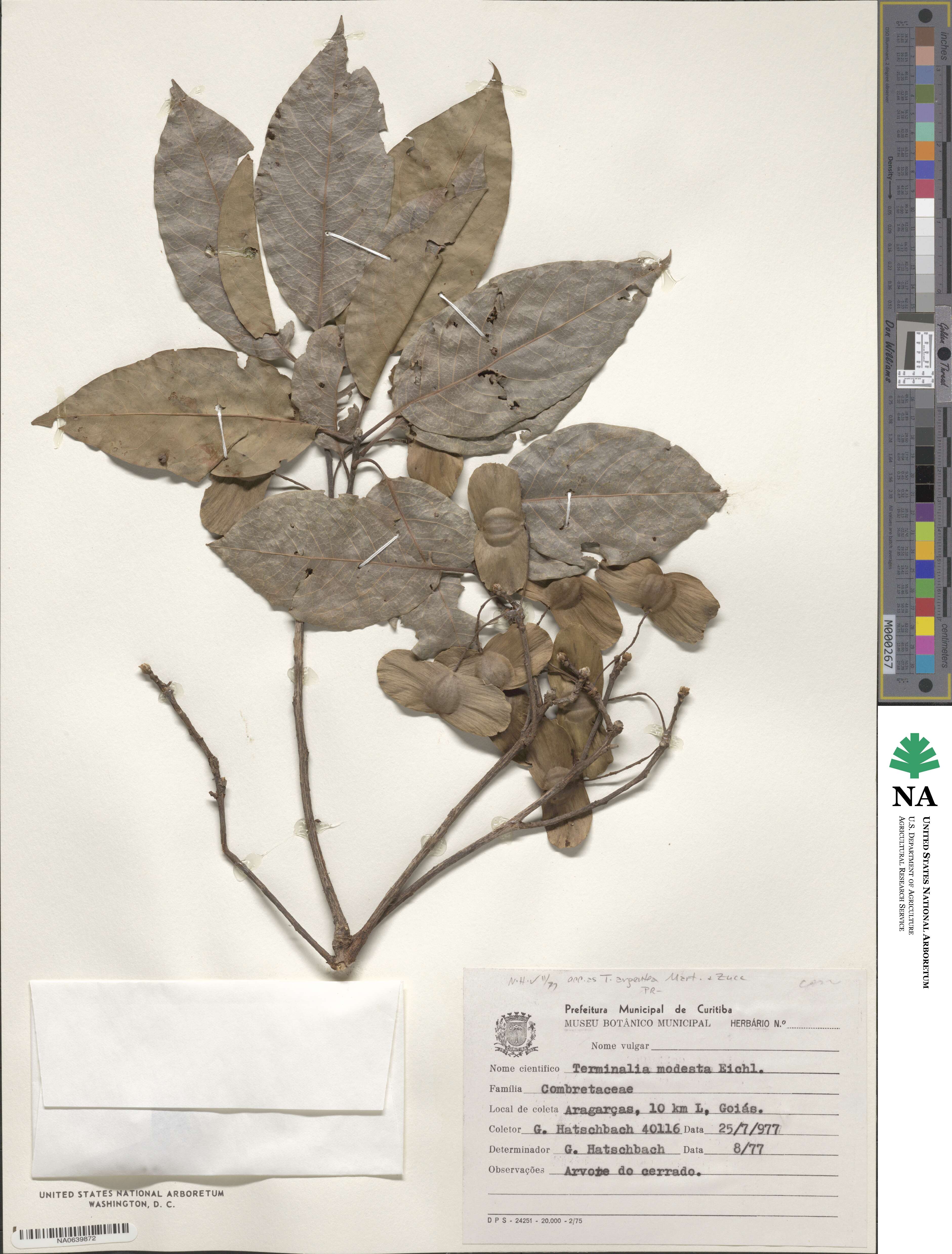 Terminalia modesta image