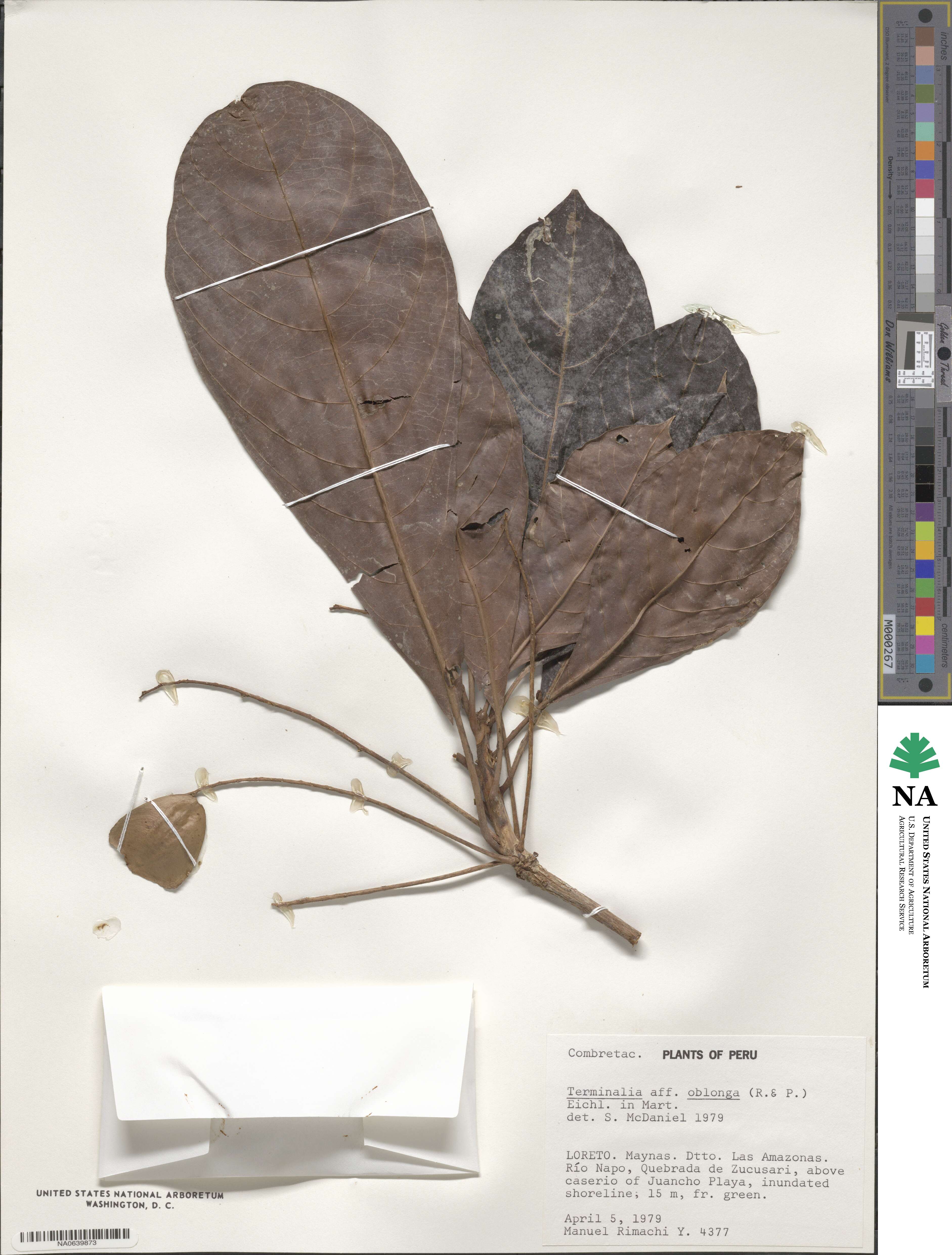 Terminalia oblonga image