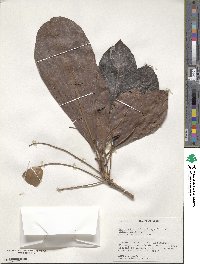 Terminalia oblonga image