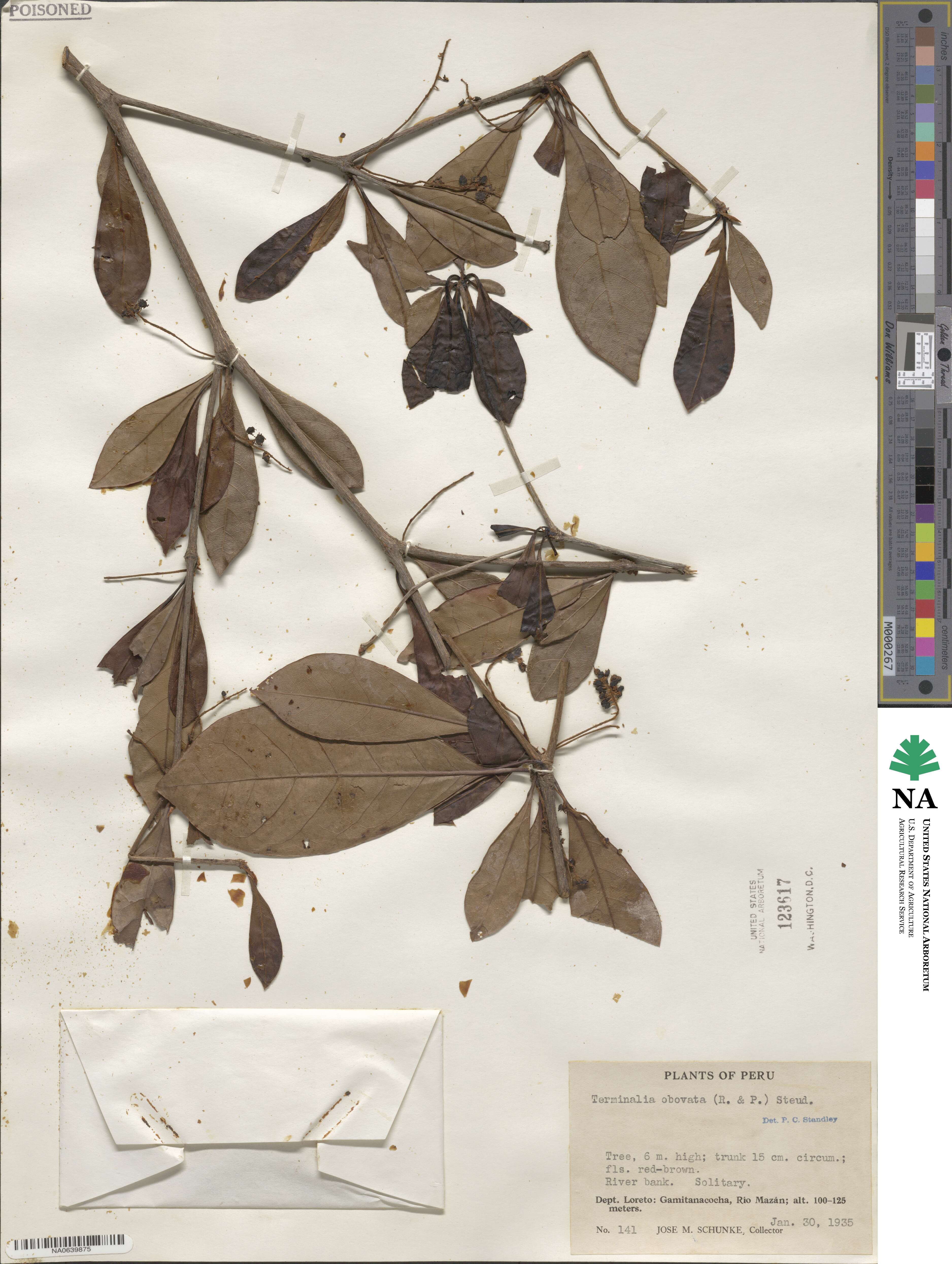 Terminalia obovata image