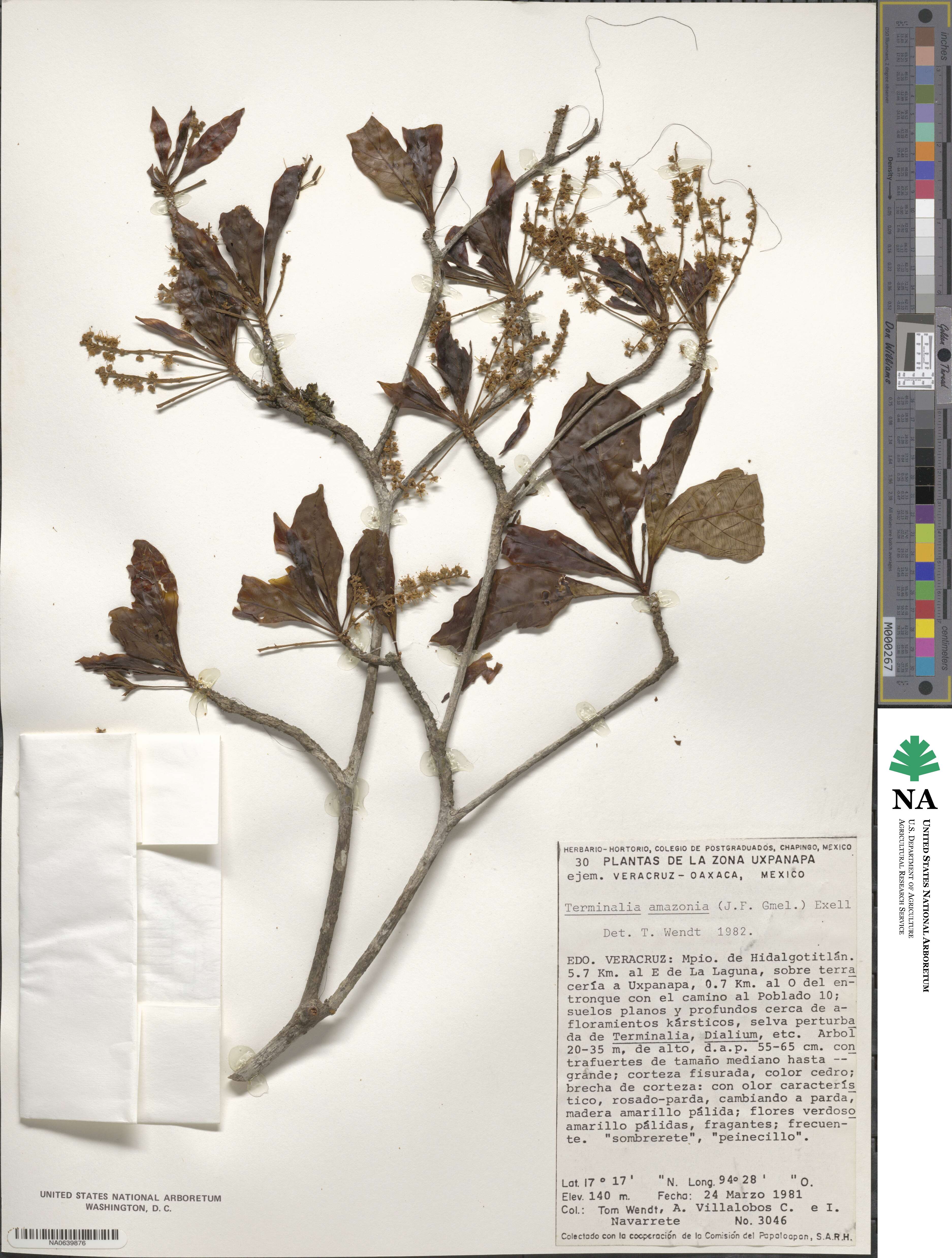 Terminalia amazonica image