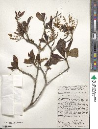 Terminalia amazonica image