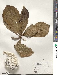 Terminalia catappa image