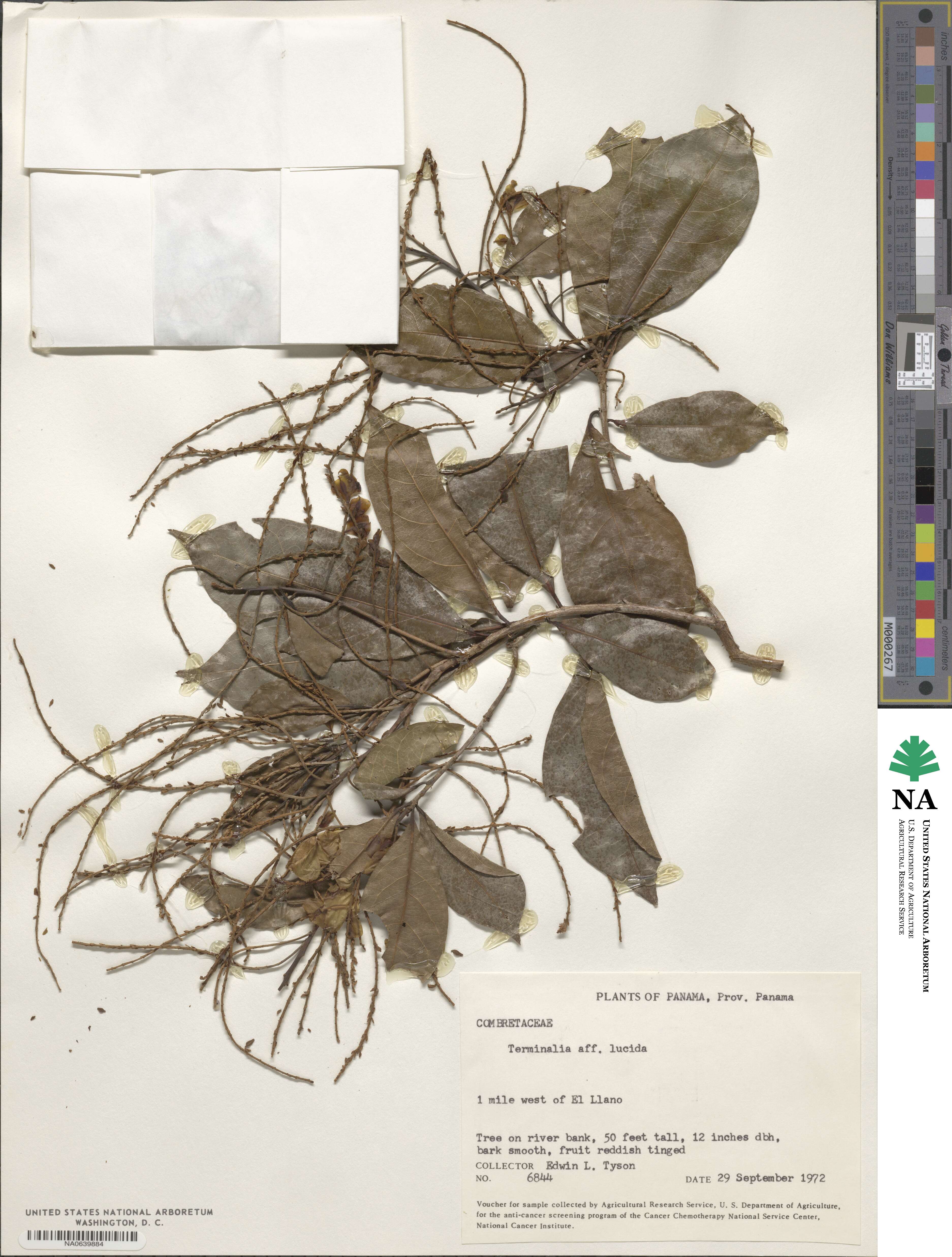 Terminalia lucida image