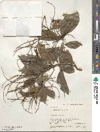 Terminalia lucida image