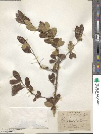 Terminalia triflora image