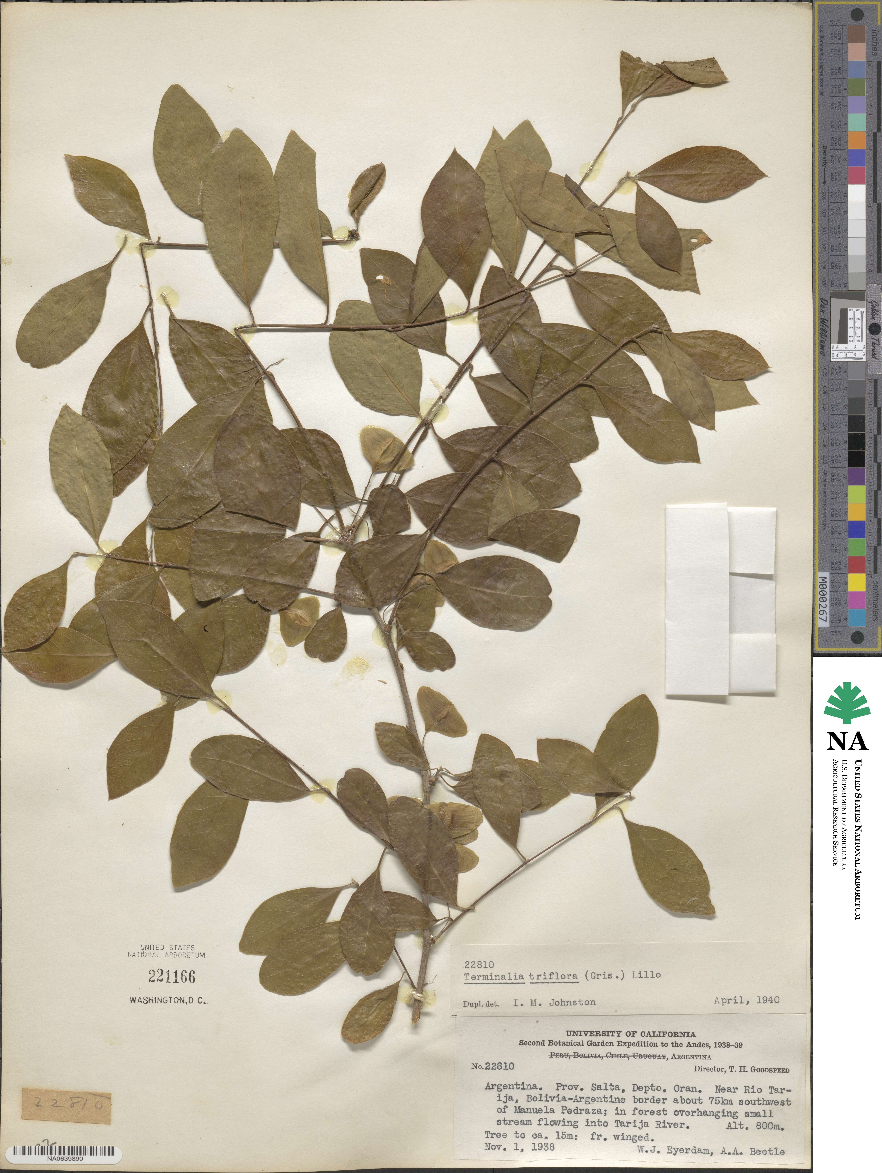 Terminalia triflora image