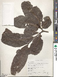 Terminalia elliptica image