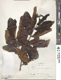 Terminalia cuneata image