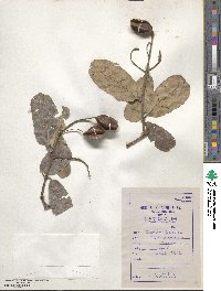 Terminalia cuneata image