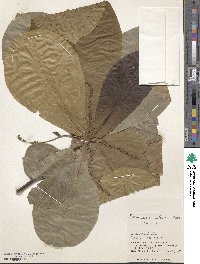 Terminalia catappa image