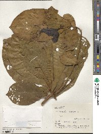 Terminalia catappa image