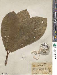 Terminalia catappa image