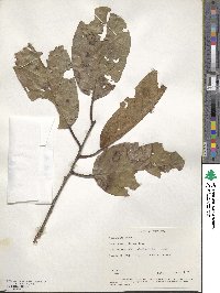 Terminalia chebula image