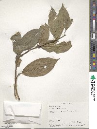 Terminalia chebula image