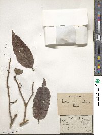 Terminalia chebula image