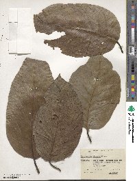 Terminalia chebula image