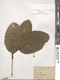 Terminalia chebula image