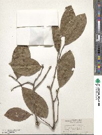 Terminalia chebula image