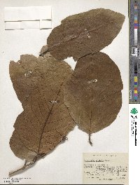 Terminalia chebula image