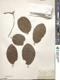 Terminalia chebula image