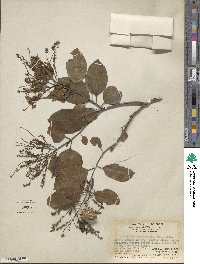 Terminalia nigrovenulosa image