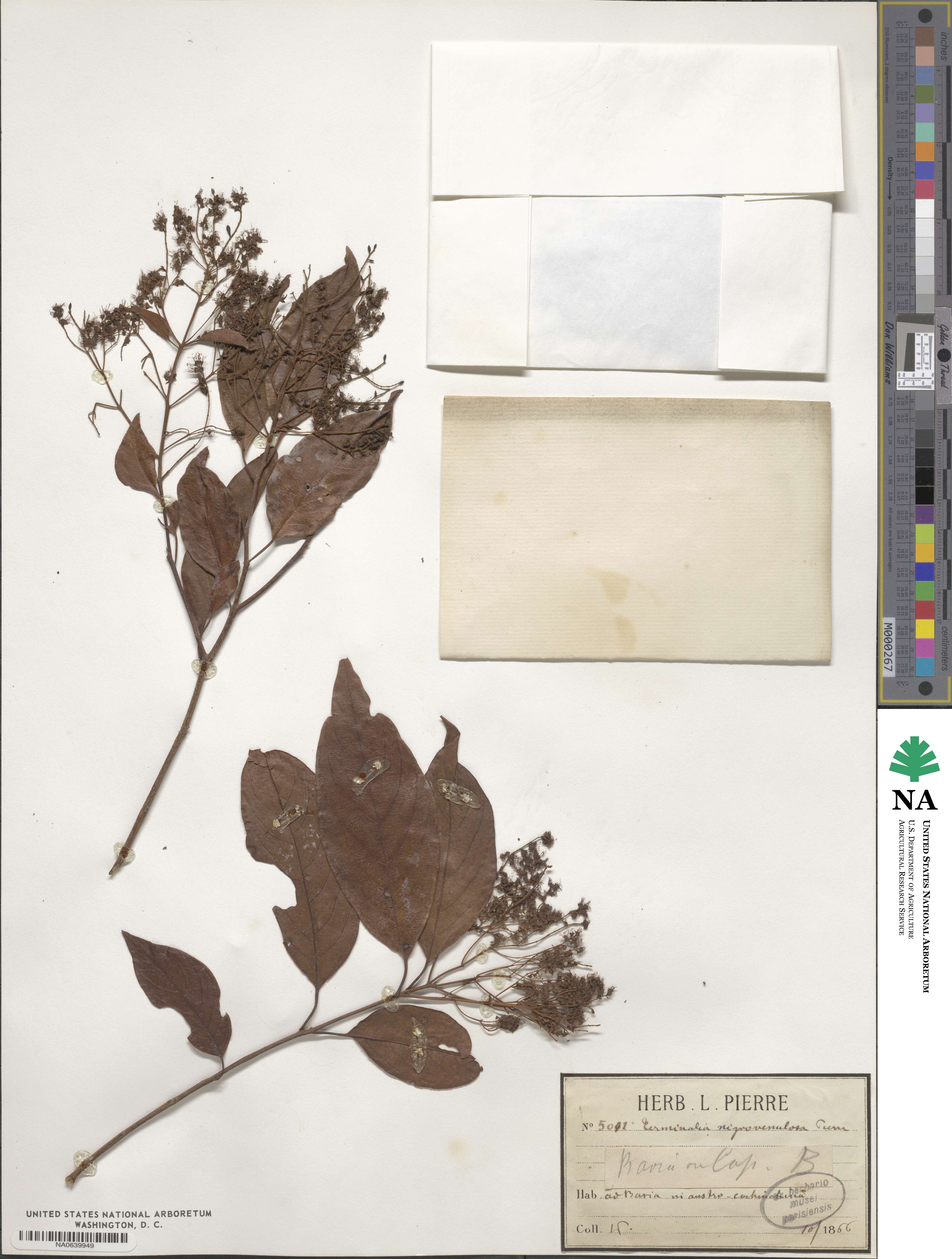 Terminalia nigrovenulosa image