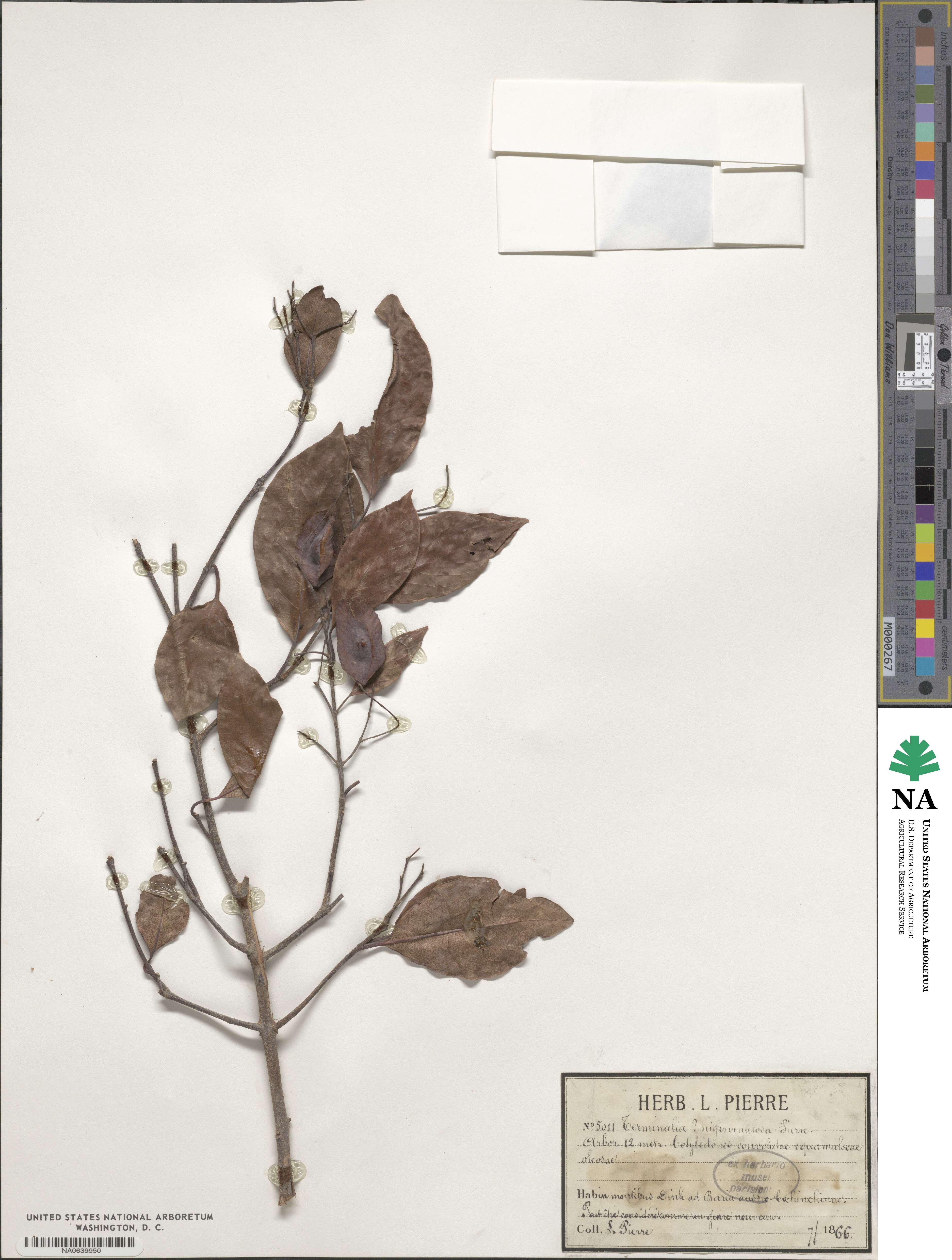 Terminalia nigrovenulosa image
