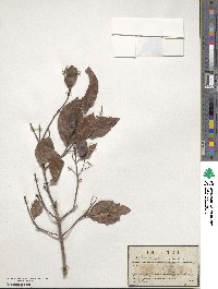 Terminalia nigrovenulosa image