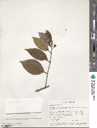 Terminalia triptera image