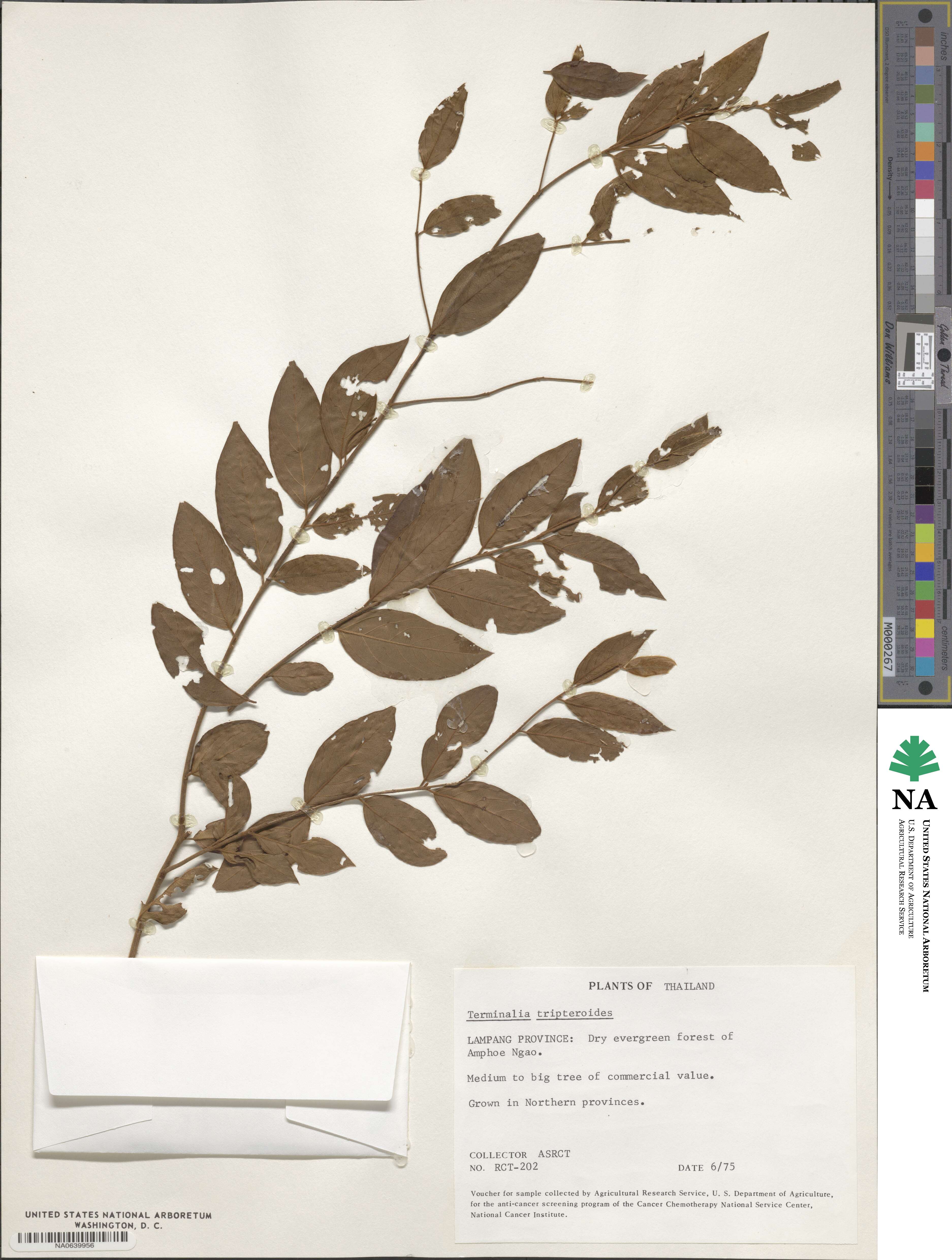 Terminalia nigrovenulosa image