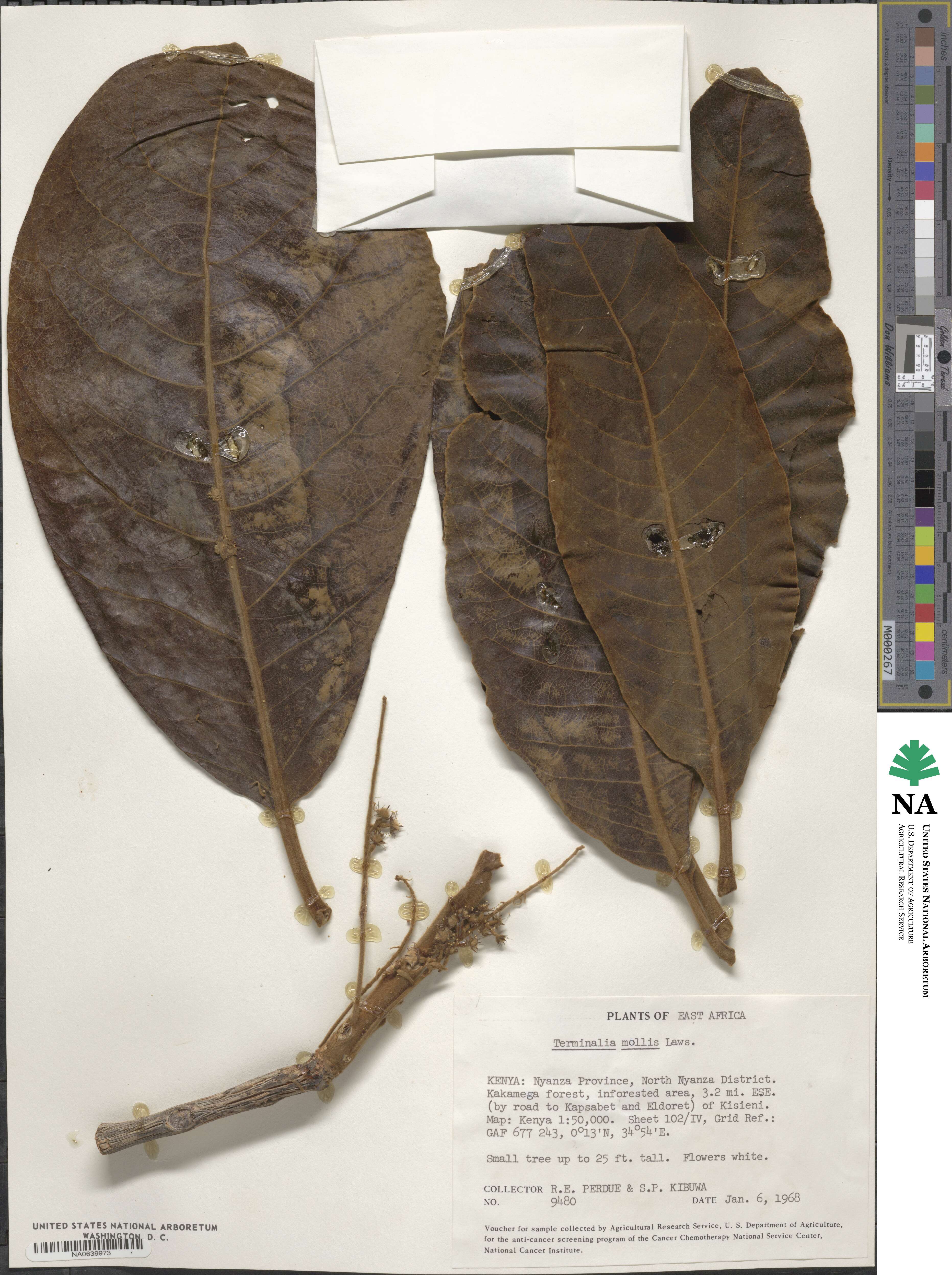 Terminalia mollis image