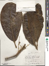 Terminalia mollis image