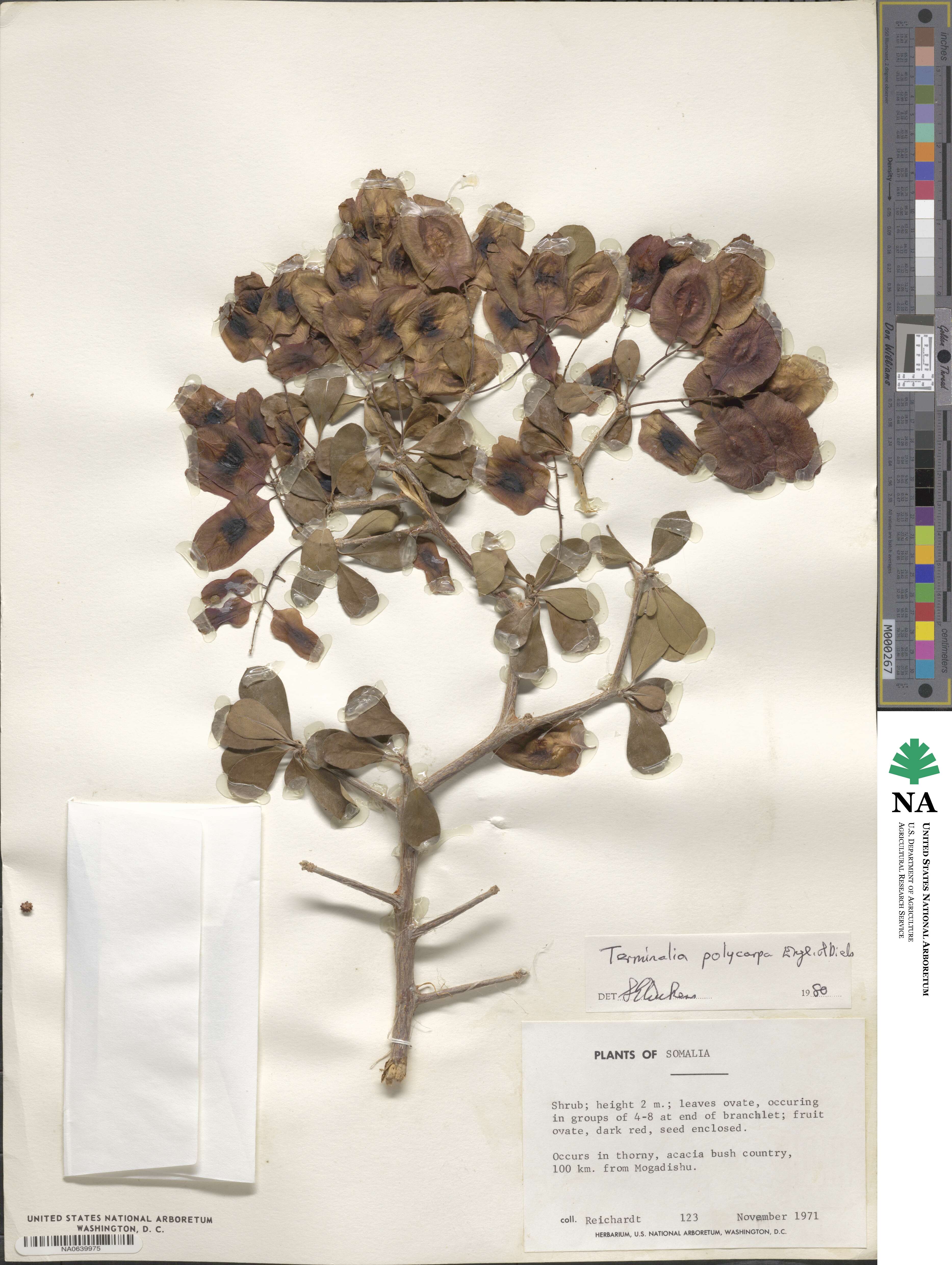 Terminalia polycarpa image