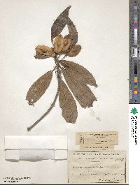 Terminalia schimperiana image