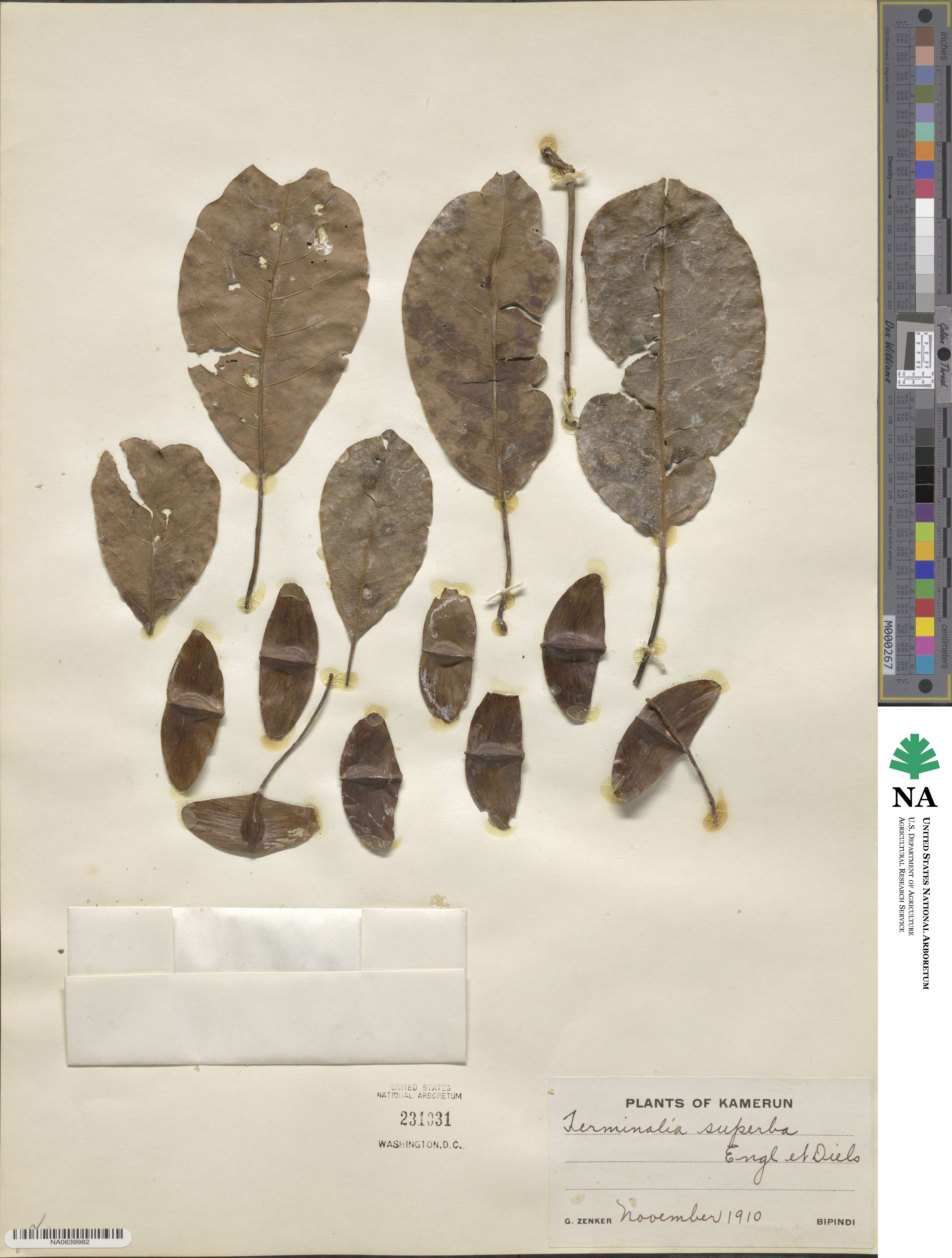 Terminalia superba image