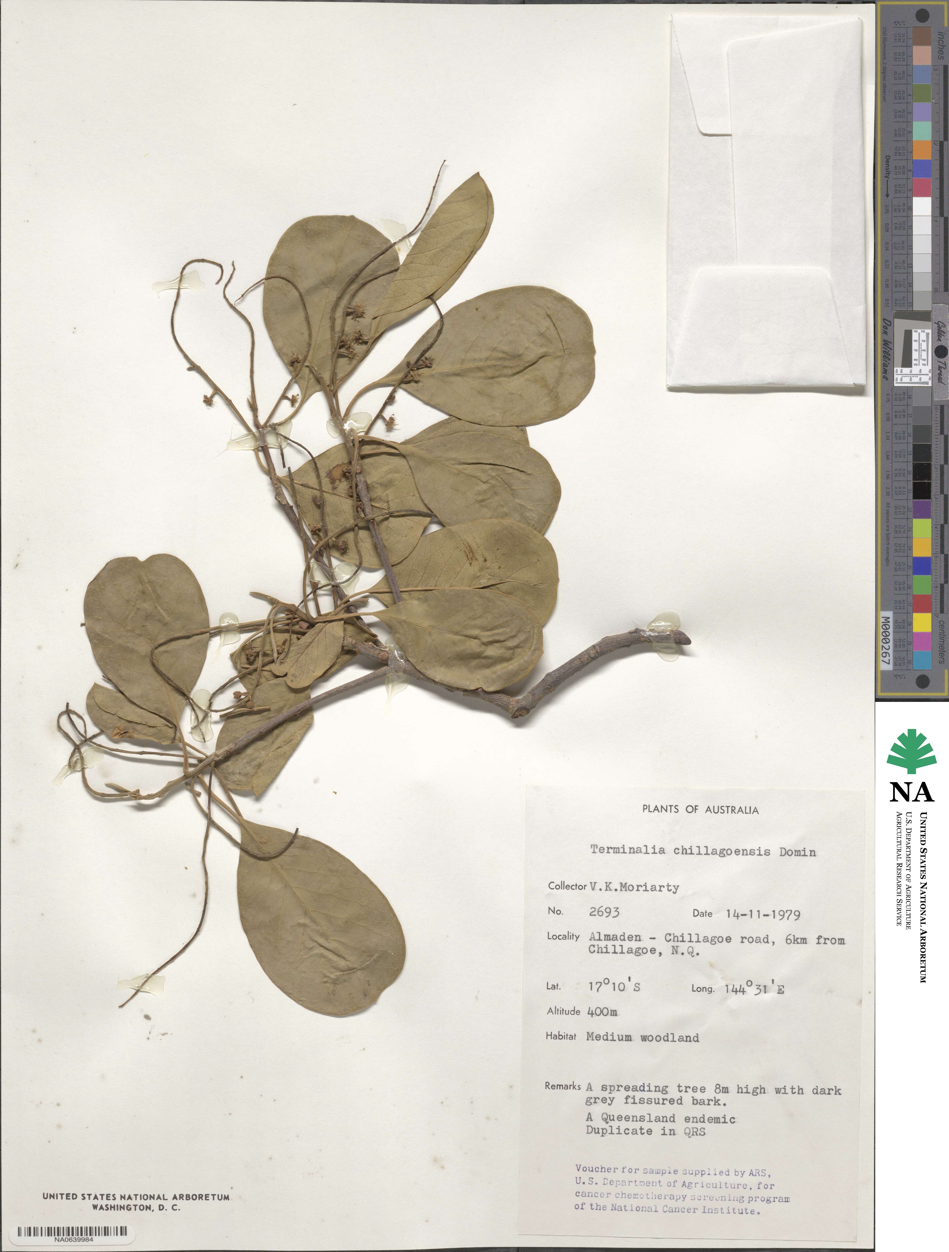 Terminalia aridicola subsp. chillagoensis image