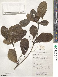 Terminalia muelleri image