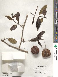 Terminalia cuneata image