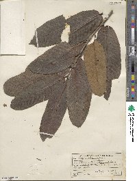 Terminalia cuneata image