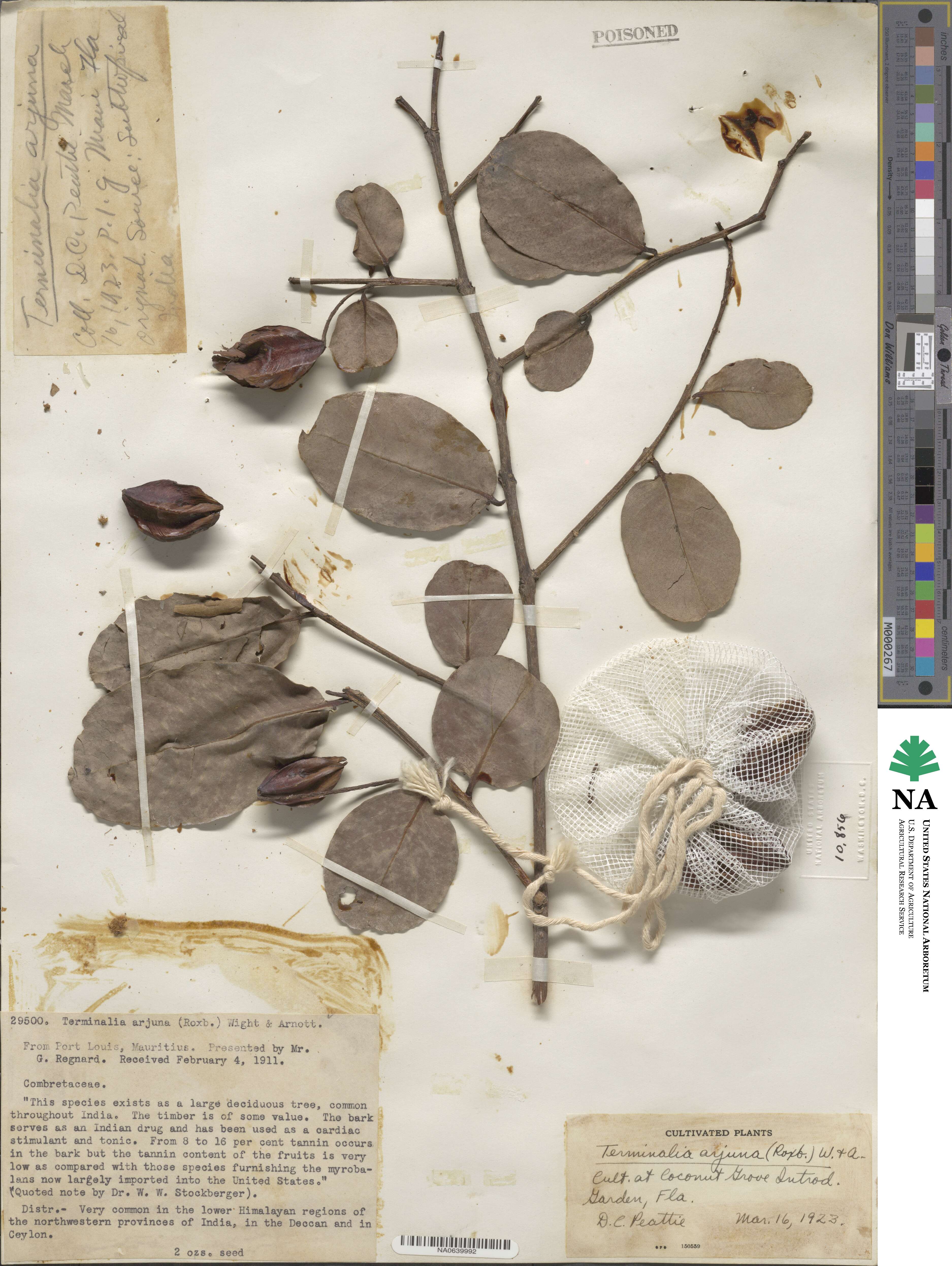 Terminalia cuneata image