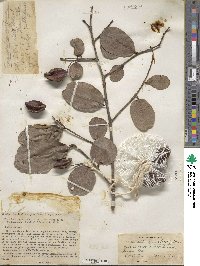 Terminalia cuneata image