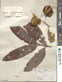 Terminalia cuneata image