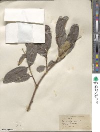 Terminalia cuneata image