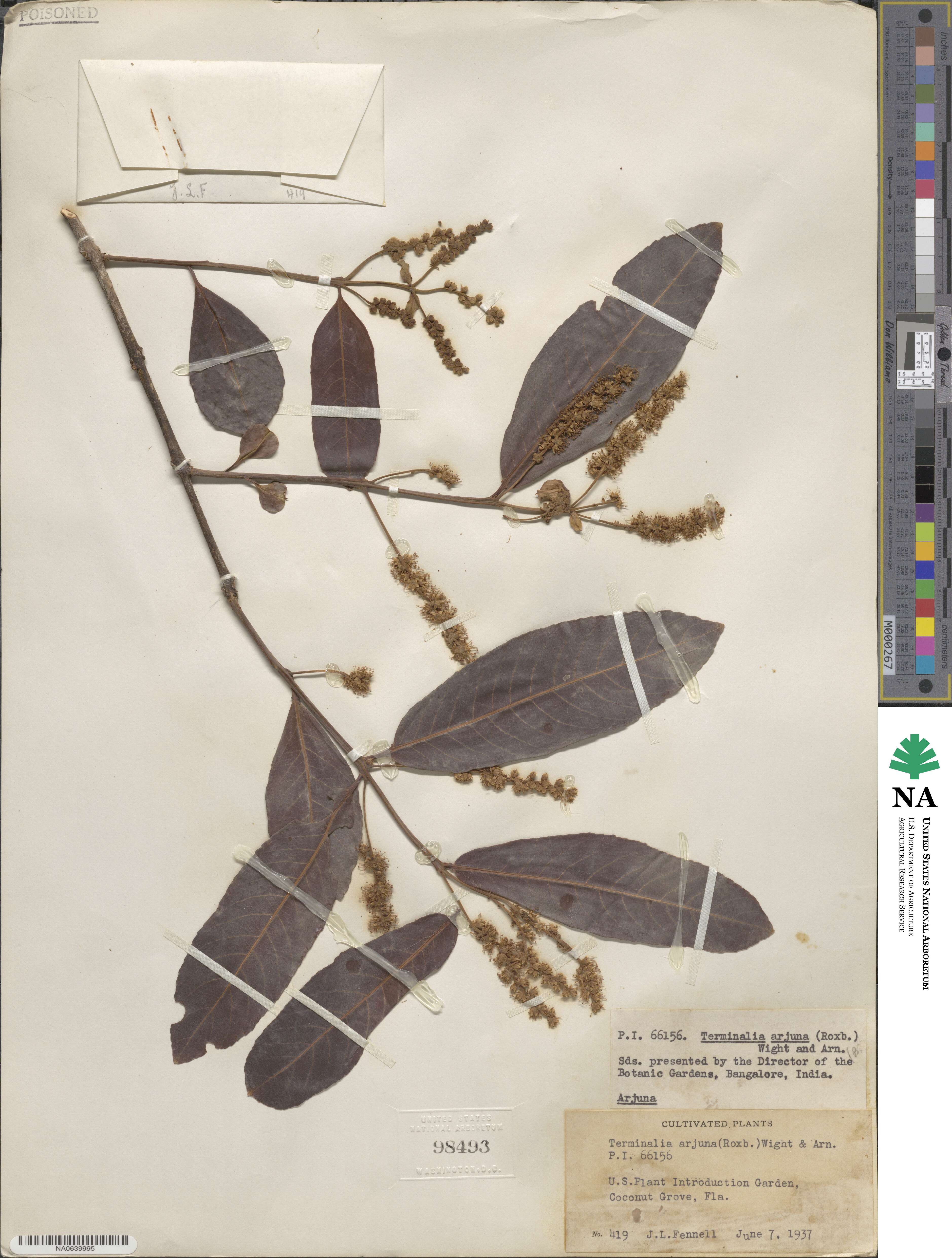 Terminalia cuneata image