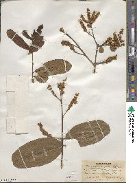 Terminalia cuneata image