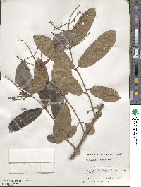 Terminalia cuneata image