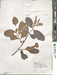 Terminalia cuneata image