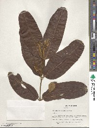 Terminalia cuneata image