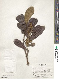 Terminalia cuneata image